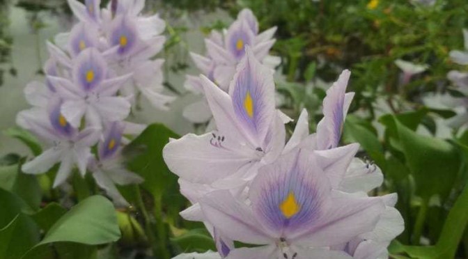 Bunga Untuk Ibuku | 12, Cerbung Tien Kumalasari