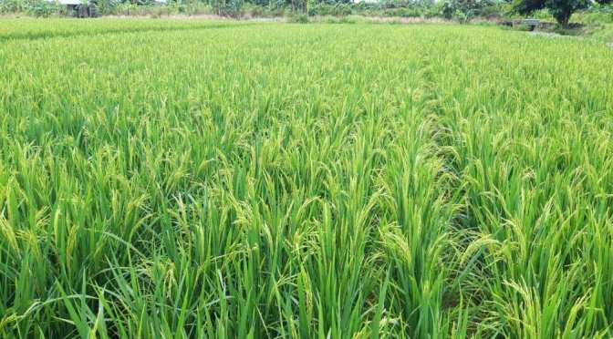 Hijaunya Hamparan Tanaman Padi di Negeri Laskar Pelangi Babel