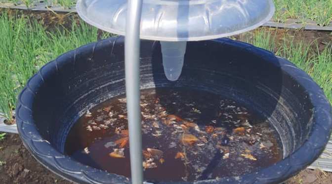 Light Trap Alat Perangkap Hama yang Multi Manfaat untuk Petani Bawang Merah