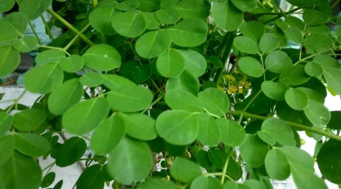 Manfaat Kelor untuk Sakit Kuning, Obat Mata, Rematik dan Alergi