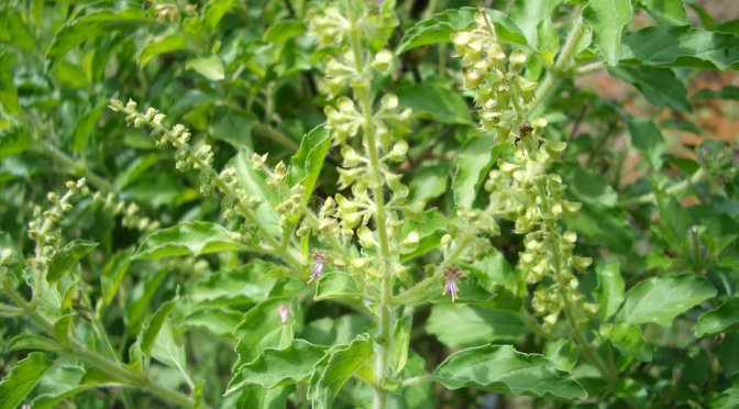 Kemangi Atasi Panas Dalam, Pelancar ASI, dan Ejakulasi Prematur