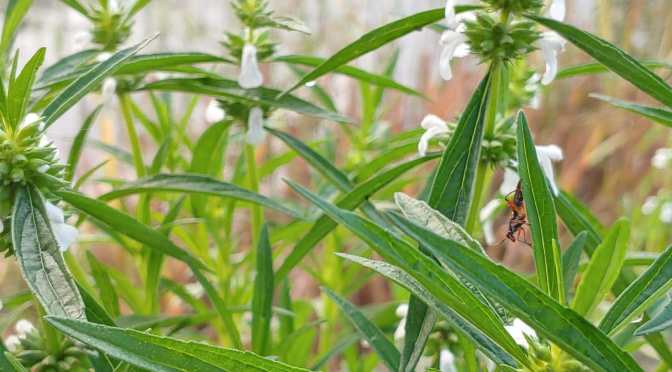 Daun Lenglengan untuk Obat Luar Sakit Kulit Gatal