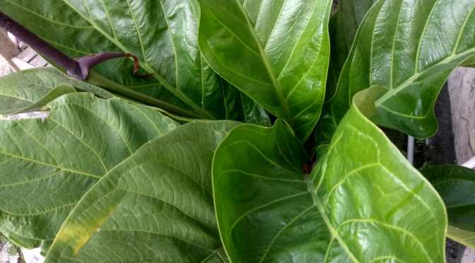 Cara Pembiakan Tanaman Bunga Jemani dengan Split, Memotong Akar