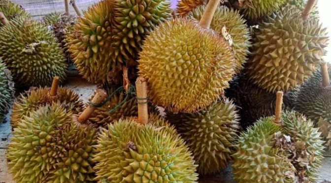 Buah Andalan Sumatera, Buah Durian
