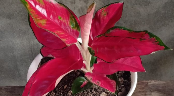 To Love Somebody – Michael Bublé – Cover by Street Life | Lirik, Terjemahan, MP3, Video