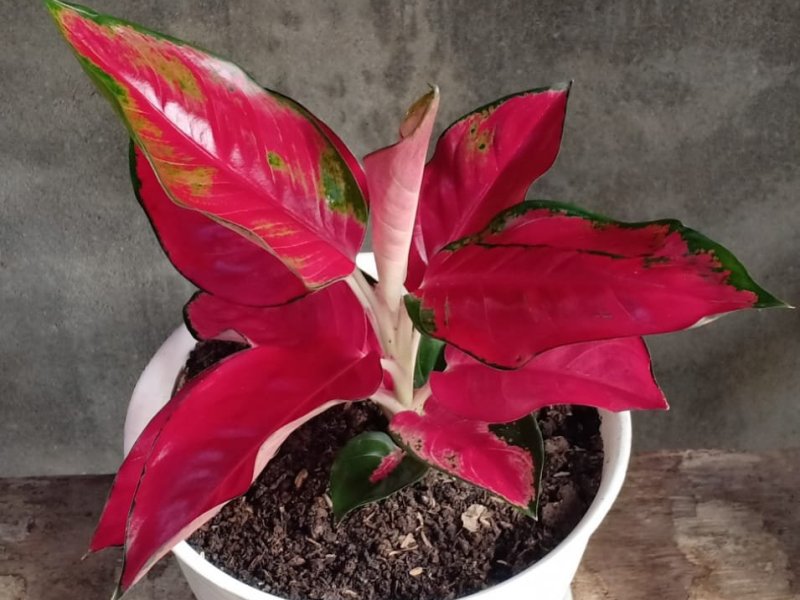 To Love Somebody – Michael Bublé – Cover by Street Life | Lirik, Terjemahan, MP3, Video