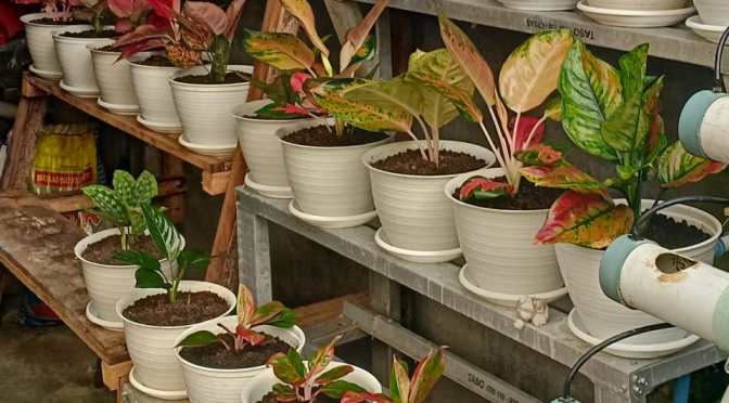 Inilah Taman Aglaonema (Sri Rezeki) Contoh Koleksi Kissparry Sekayu