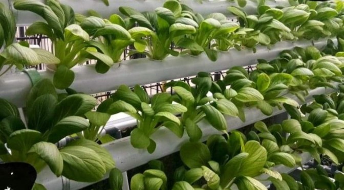 Cara Perawatan Sederhana Media Hidroponik