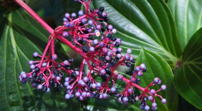 Cara Menanam Parijoto, Buah yang Estetis dan Kaya Manfaat