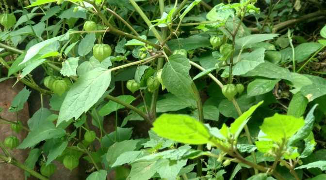 Pohon Ceplukan Ini Tumbuh di Samping dan Belakang Rumah  Berbuah Lebat