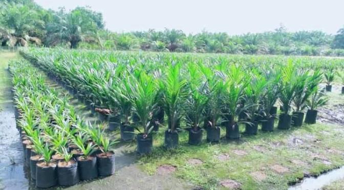 Kasak-Kusut: AKIBAT BEREBUT LAPAK