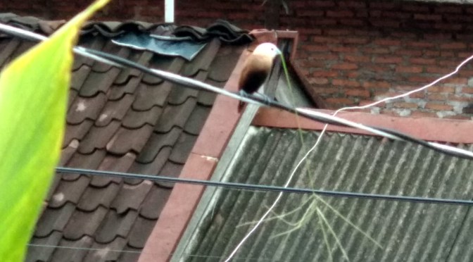 Burung Cantik Ini Membuat Sarang di Pohon Pandan Wangi Teras Rumah
