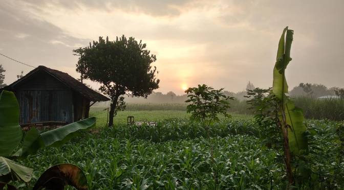 Indahnya Matahari Terbit Disela-sela Pepohonan dan Bukit di Gapura Dukuh Tempuran Kacangan Sumberlawang
