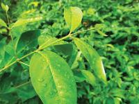 Manfaat Daun Salam, dan Bila Bakar di Dalam Rumah