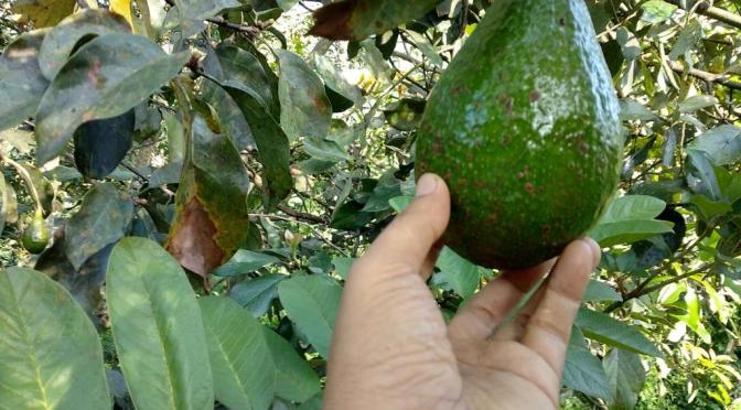 Jalan (Kaki) Pagi Menikmati Udara Segar Sejuk Sekitar Ponpes Tauhid Al Mahdiy Kel Kemambang Banyubiru