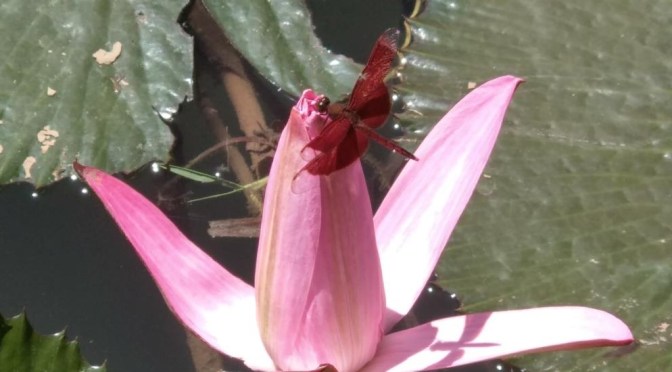 Indahnya Capung Kinjeng Sayap Merah Hinggap di Teratai