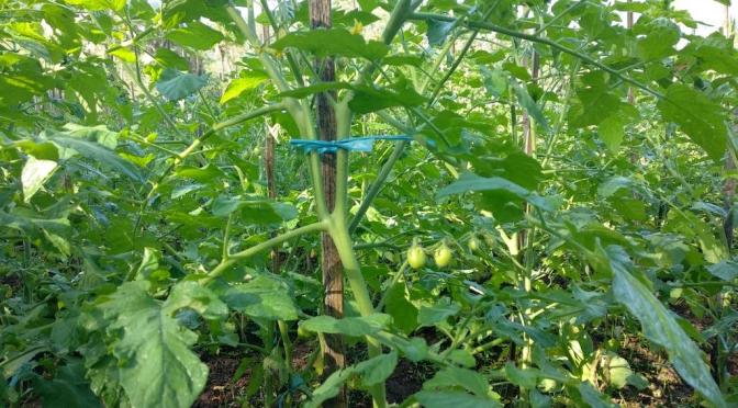 Manfaat Tomat yang Biasa untuk Bumbu Sayur Mayur atau Sambal