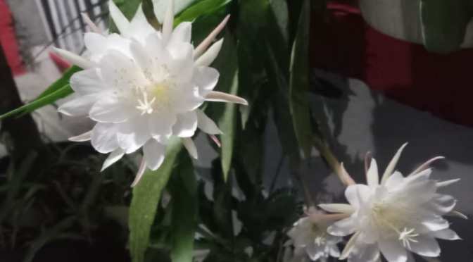 Bersyukur Bisa Menunggui Bunga Wijaya Kusuma Berbunga Mekar Malam (Tadi) di Markas B Erl Kosmetik Semarang