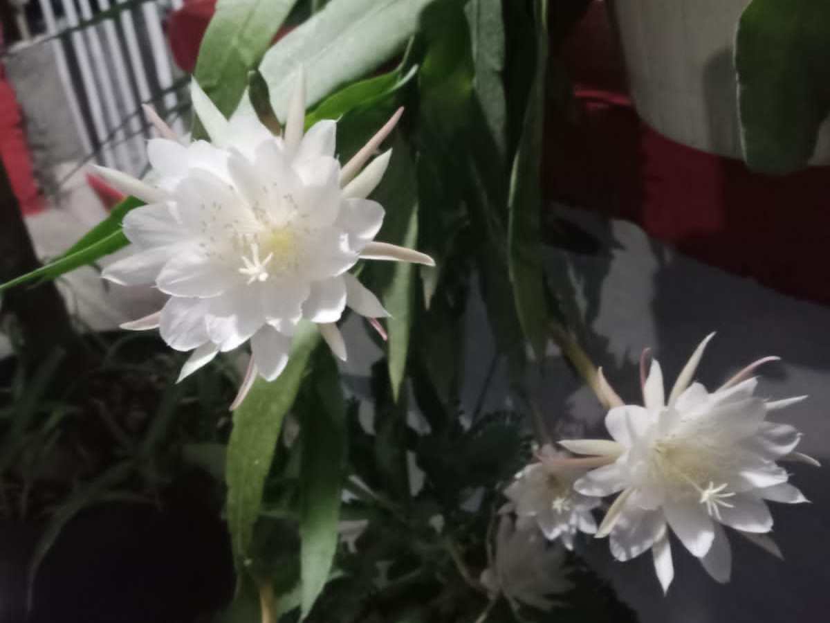 Bersyukur Bisa Menunggui Bunga Wijaya Kusuma Berbunga Mekar Malam (Tadi) di Markas B Erl Kosmetik Semarang