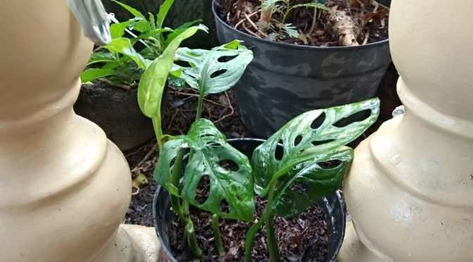 Berkebun Bunga dengan Media Tanam Pot Bunga Sederhana yang Mudah Dilakukan