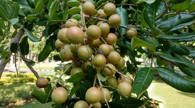 Pohon Buah Klengkeng Rendah Ini Menghiasi Halaman Depan Kantor Gedung Tinggi, Rektorat UNNES Semarang