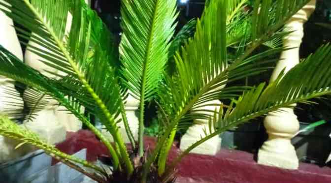 Berkebun di Malam Hari, Dipastikan Tidak Kepanasan, Memindah Bunga Sikas dan Janda Bolong