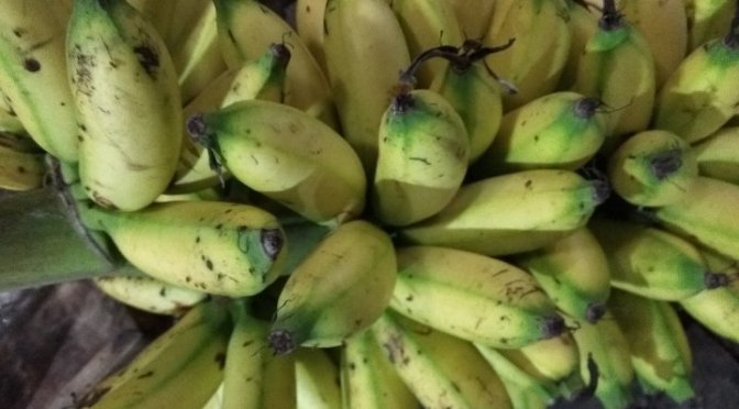 Belajar Cara Membuat Sale Pisang | Bahan Pisang Mas