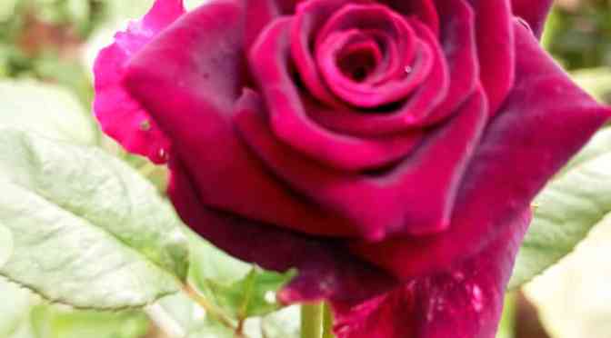 Parijoto dan Indahnya Mawar Merah yang Merona | Ponpes Al-Mahdiy Banyubiru