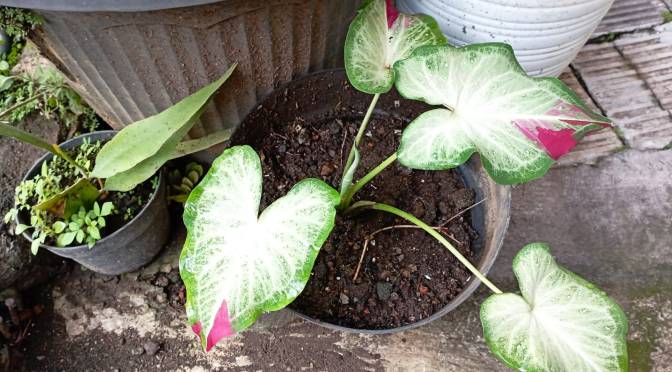 Bunga Cat Tumpah Itu Seperti Apa? Inilah Koleksiku Keladi Yang Mulai Tampil Cantik