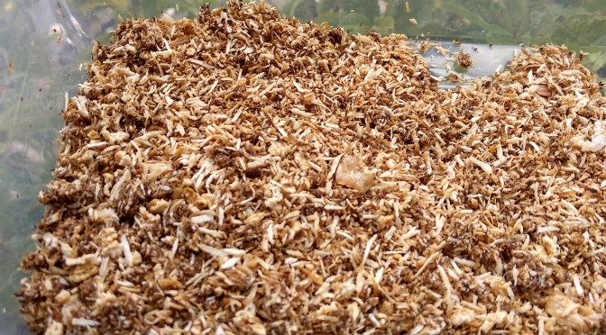 Serundeng (Srondeng) Mami Itu Seperti Apa, Limbah Kelapa yang Bermanfaat