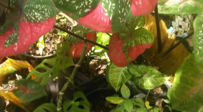 Koleksi 15 Macam Keladi (Caladium) Membuat Asri Rumah Banyak Manfaat