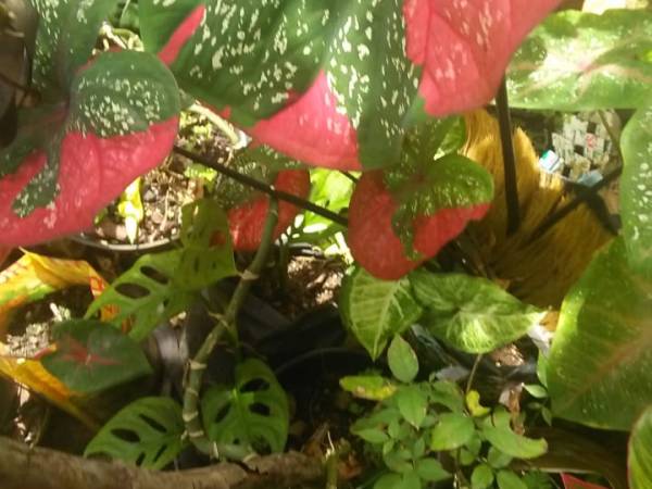 Koleksi 15 Macam Keladi (Caladium) Membuat Asri Rumah Banyak Manfaat