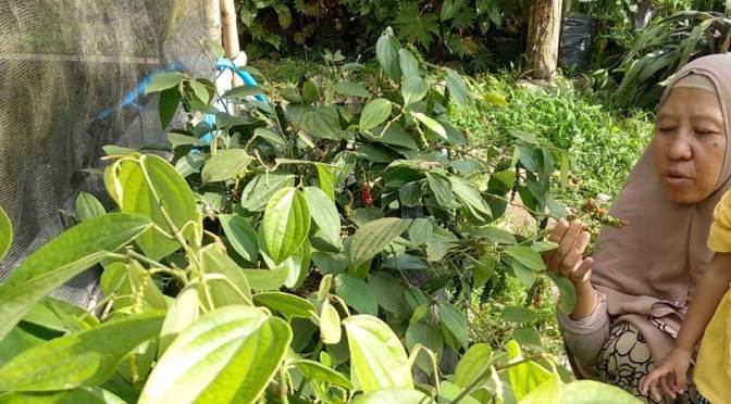 Inilah Pohon dan Buah Mrica (Mrico) Lada, Banyak Manfaat | Koleksi Ponpes Tauhid Al-Mahdi Banyubiru Kabupaten Semarang