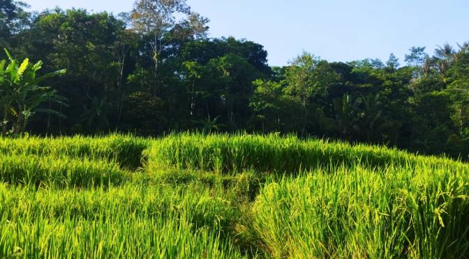 Pagi Cerah Ceria Sejuk Segar, Jalan-jalan Pagi di Area Pegunungan, Sambil Berjemur Menghangatkan Badan