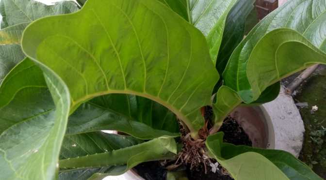 Mengembangkan Bunga Jemani di Hari Menanam Pohon Indonesia (2022) | Dengan Bonggolnya