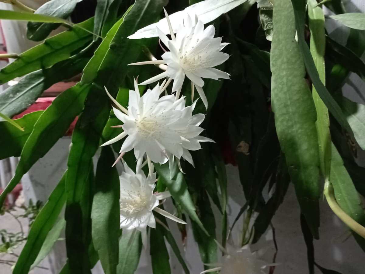 Bunga Wijaya Kusuma Ini Mekar Malam Ini Lebih Cepat dari Perkiraan