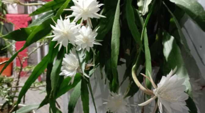 Bunga Wijaya Kusuma ku akan Mekar di Malam Jumat Kliwon (Malam Ini)