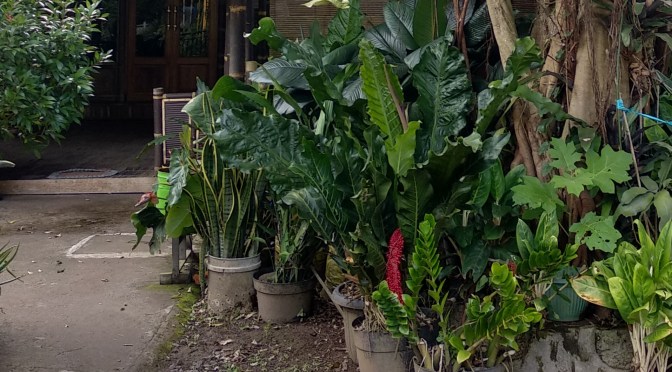 Bunga Gelombang Cinta dan Bunga  Jemani Seperti Ini Bisa untuk Bibit Tanaman