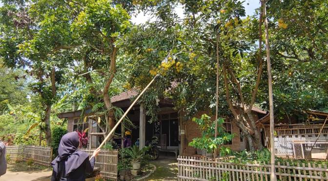 Asyiknya Memanen Buah Rambutan Ace dan Buah Naga di Desa dengan Senggek Genter | Silaturahmi Sambil Rekreasi Ringan