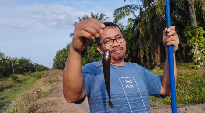 Akhirnya Bisa Mancing Ikan Gabus (Kutuk) dengan Model Entul, Bigini Caranya